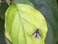 Kleine Fliege mit gefleckten Flügeln